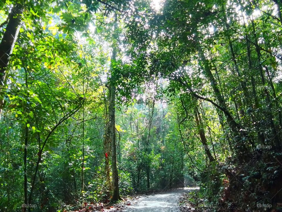 Kanneliya forest
sri lanka natural