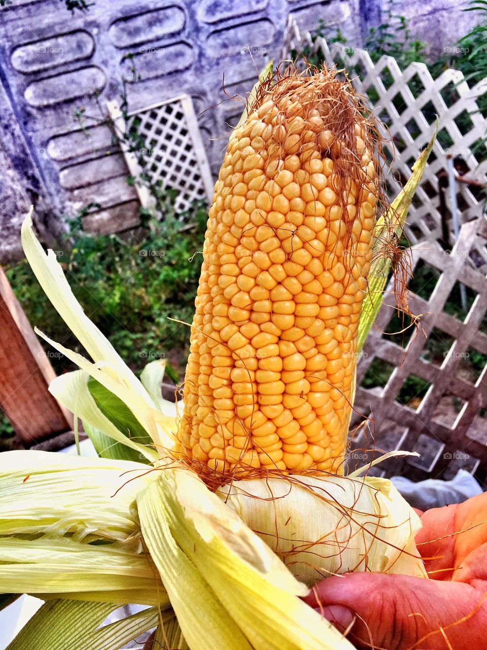 Monster corn