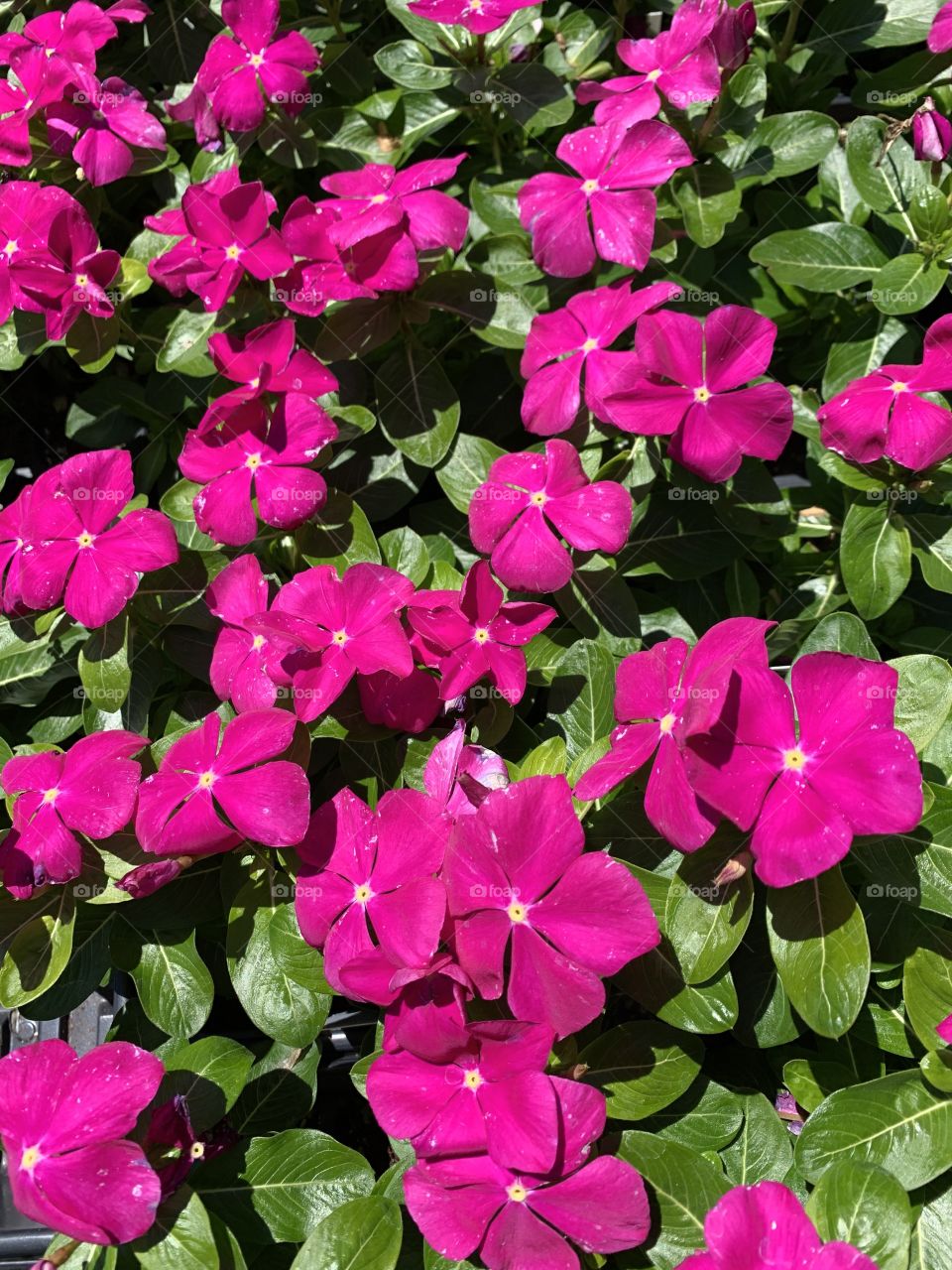 The diminutive bloom is easily hidden under a layer of leaf litter or larger foliage. If you’re growing the plant or want to send it as a gift to a loved one, consider what it symbolizes first. This small pink flower is surprisingly meaningful.