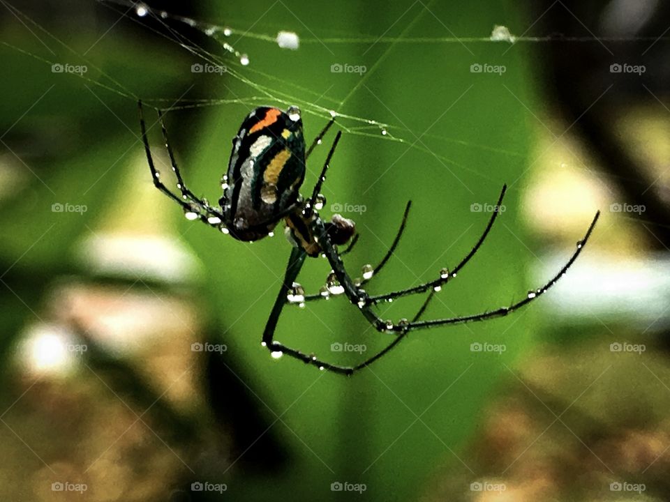 Honey-weaver surviving the storm
