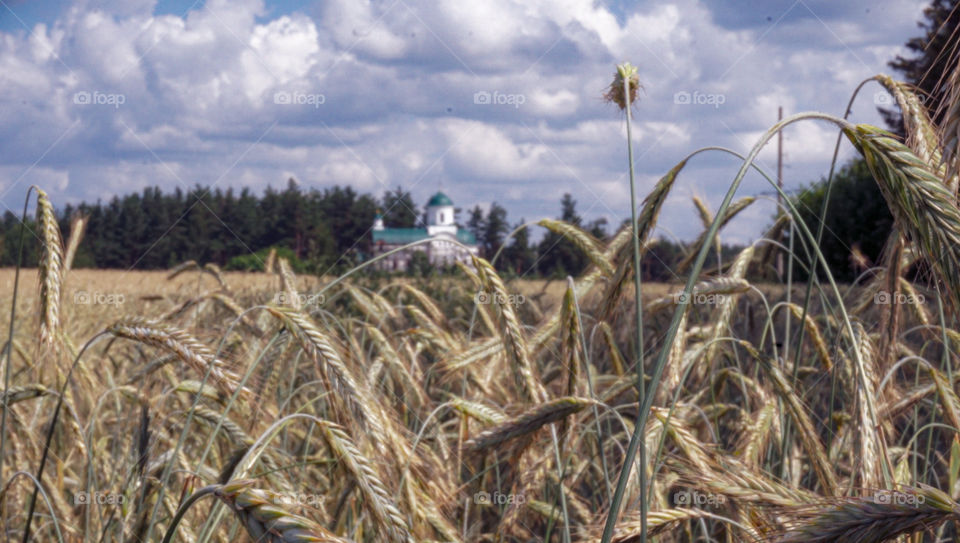 wheat field
