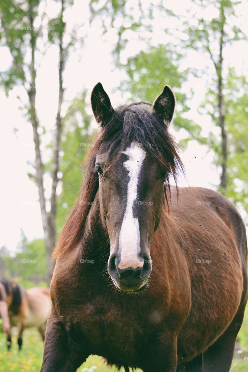 Cavalry, Mammal, Mare, Animal, Horse