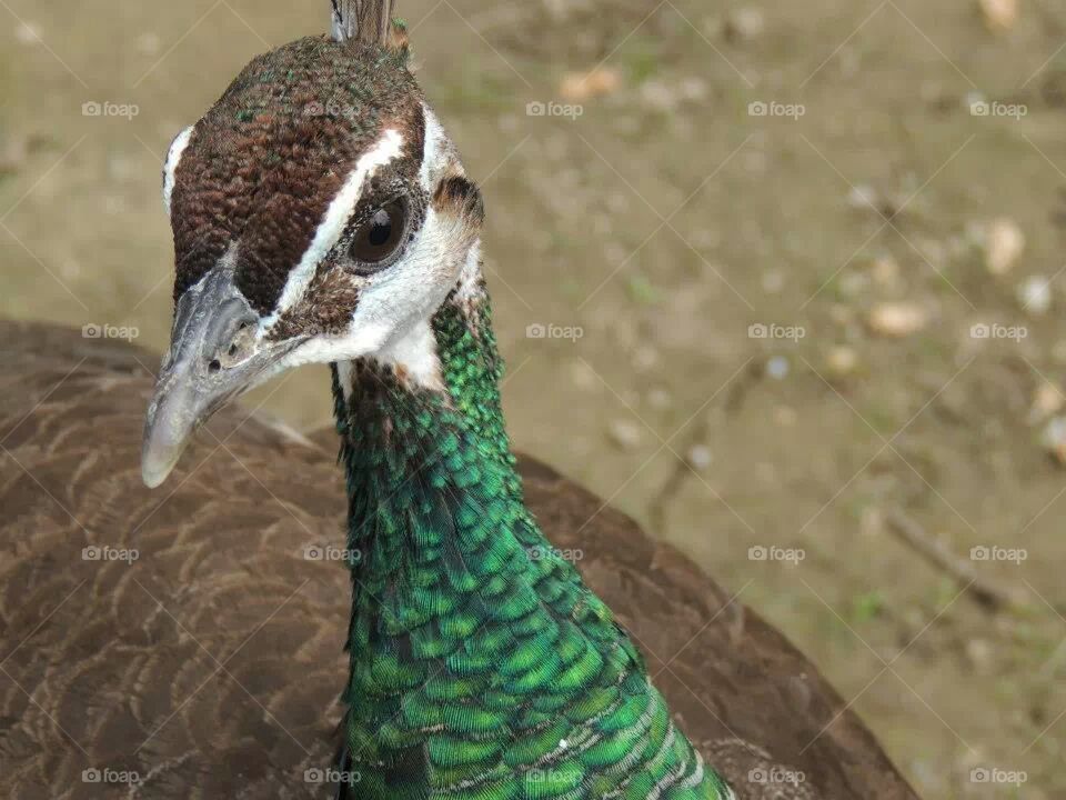 peacock