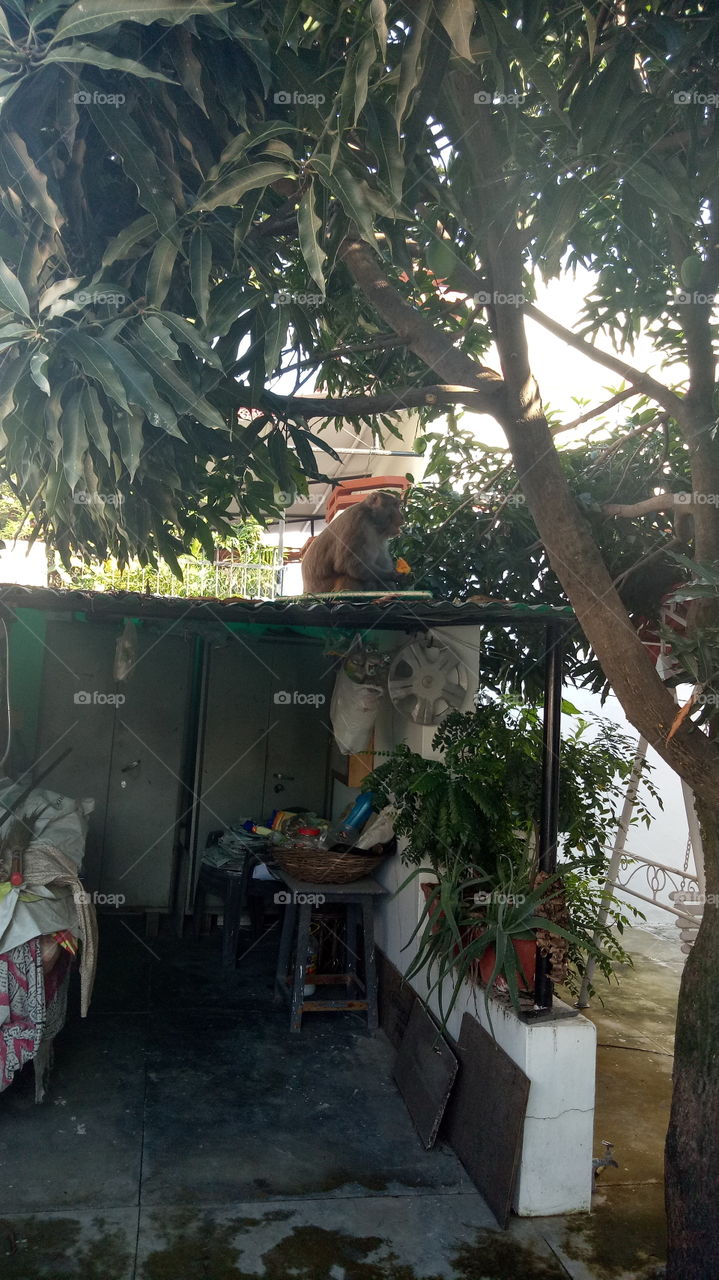 monkey foraging mango