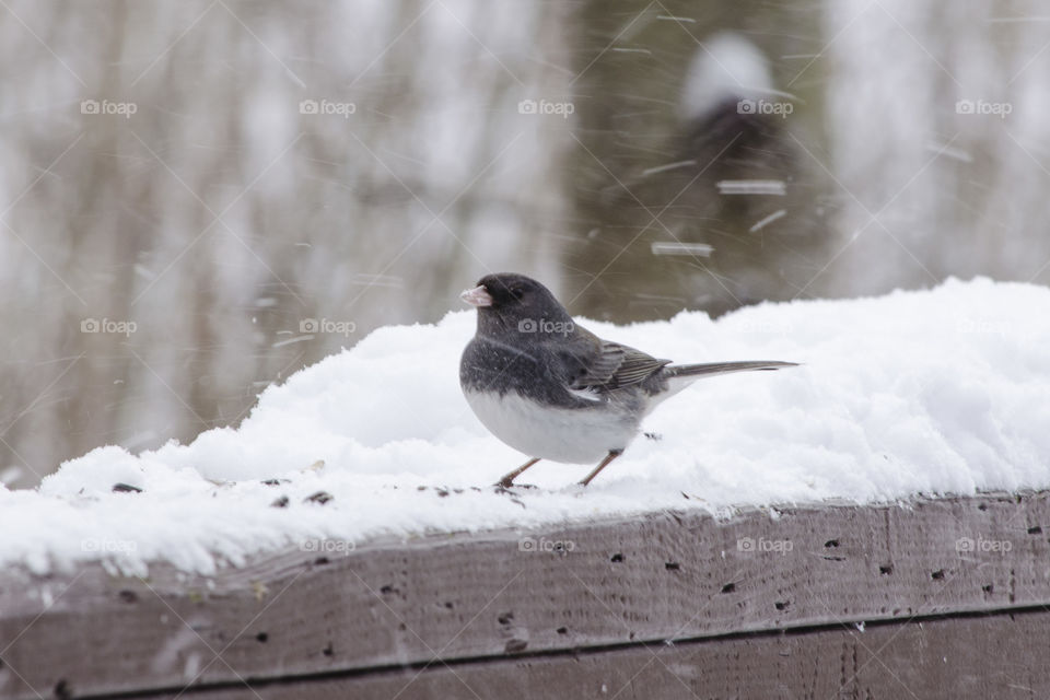 Bird in the Snow