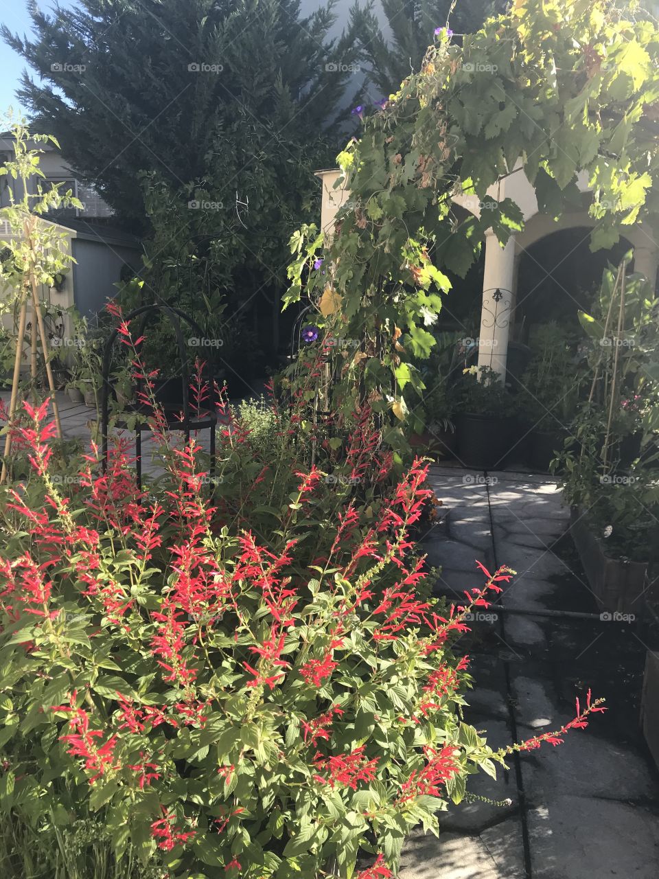 Red pineapple sage flowers 