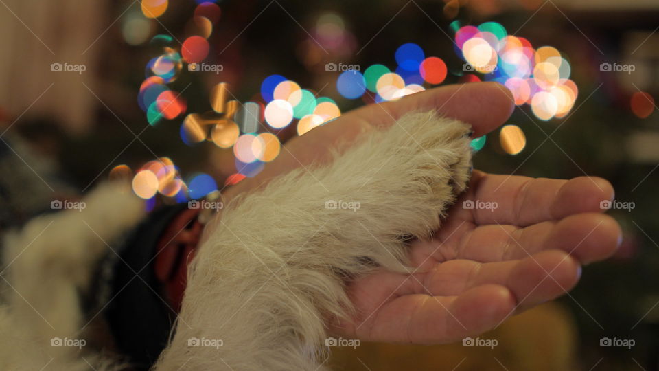 Paw and hand. Human and dog holding