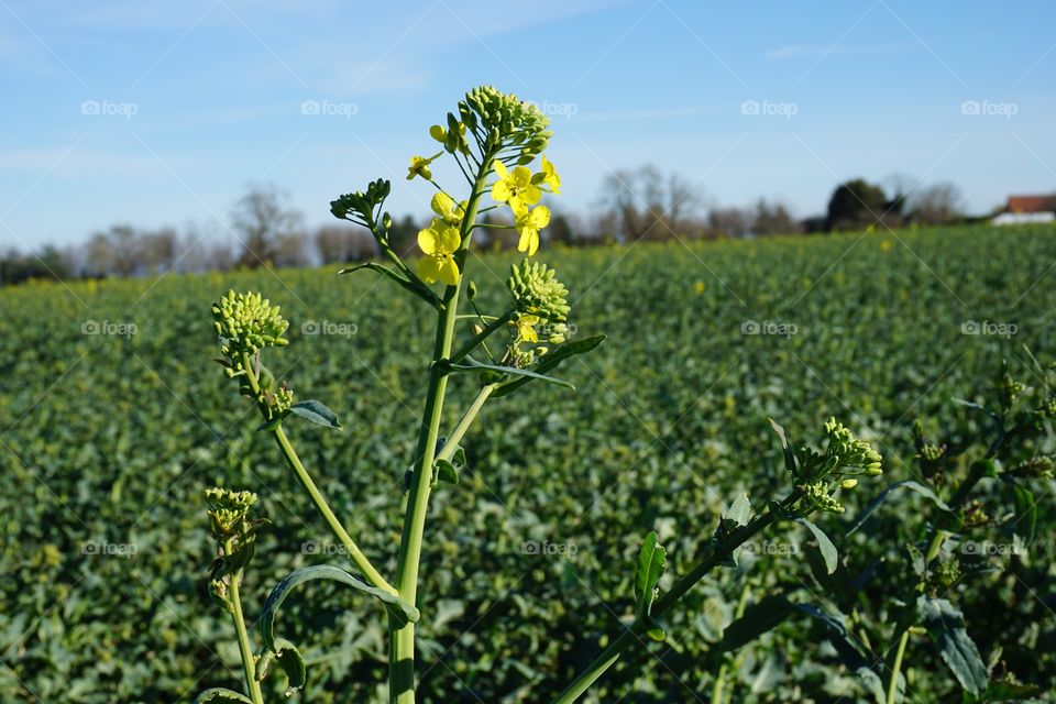 Early Flower Crop