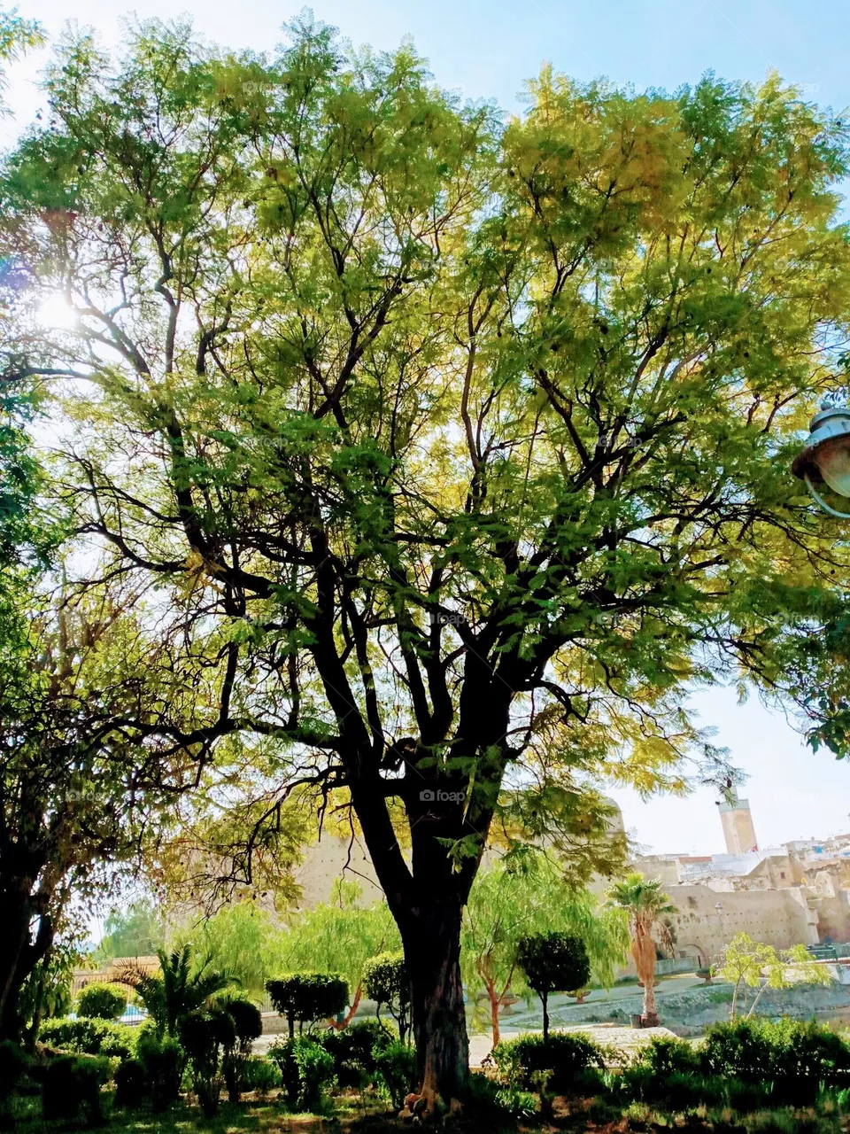 tree