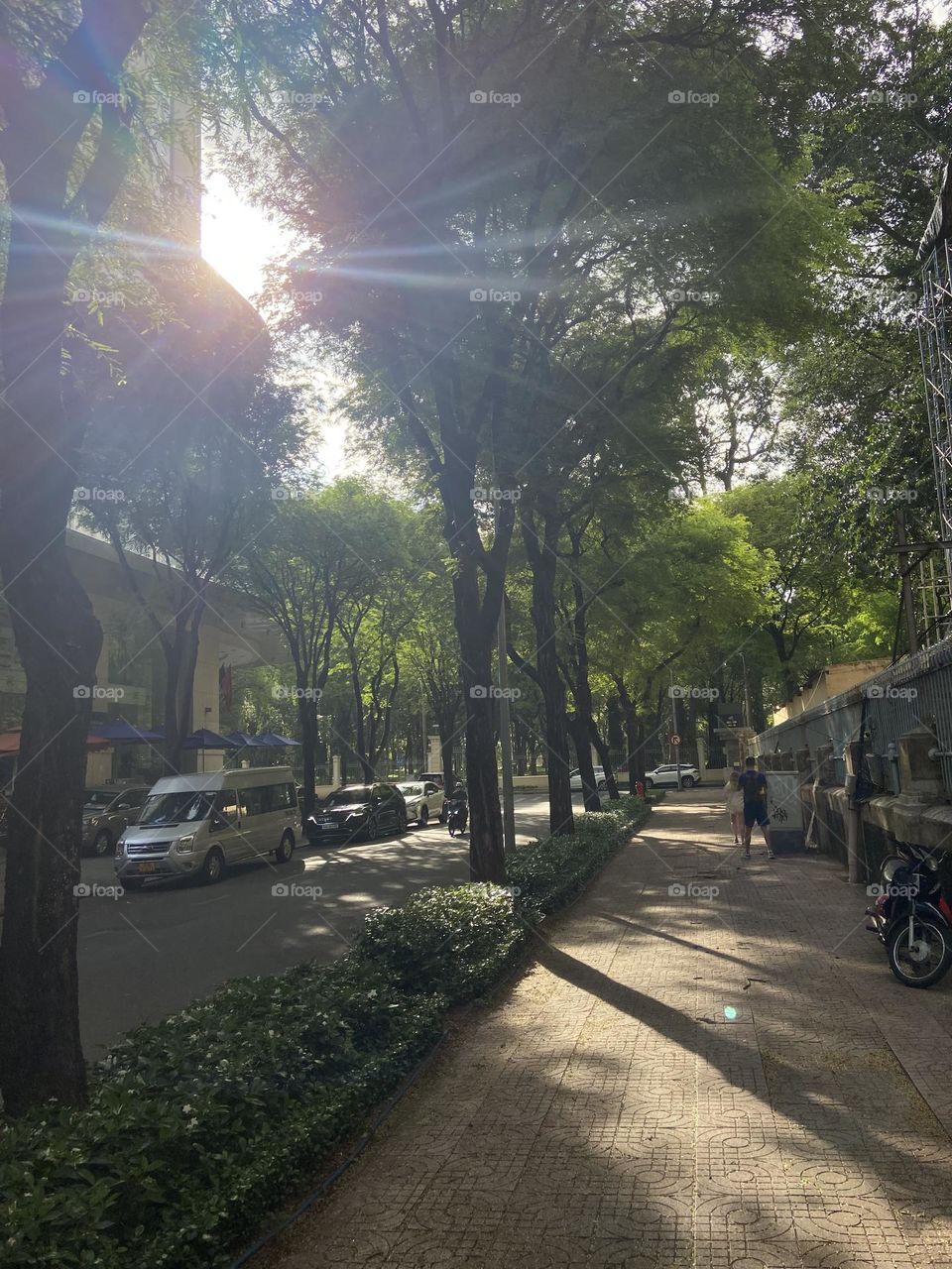 Sun beaming through city trees 