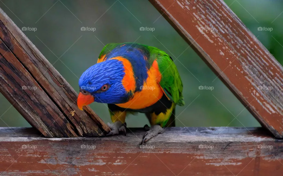 colorful bird