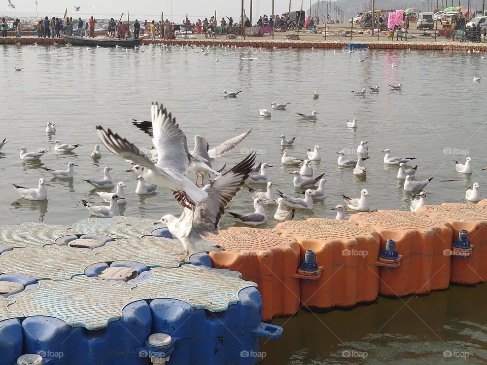 siberian bird