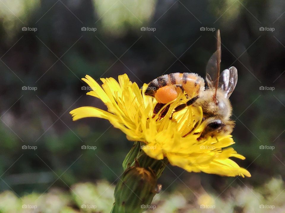 Bee collecting pollen