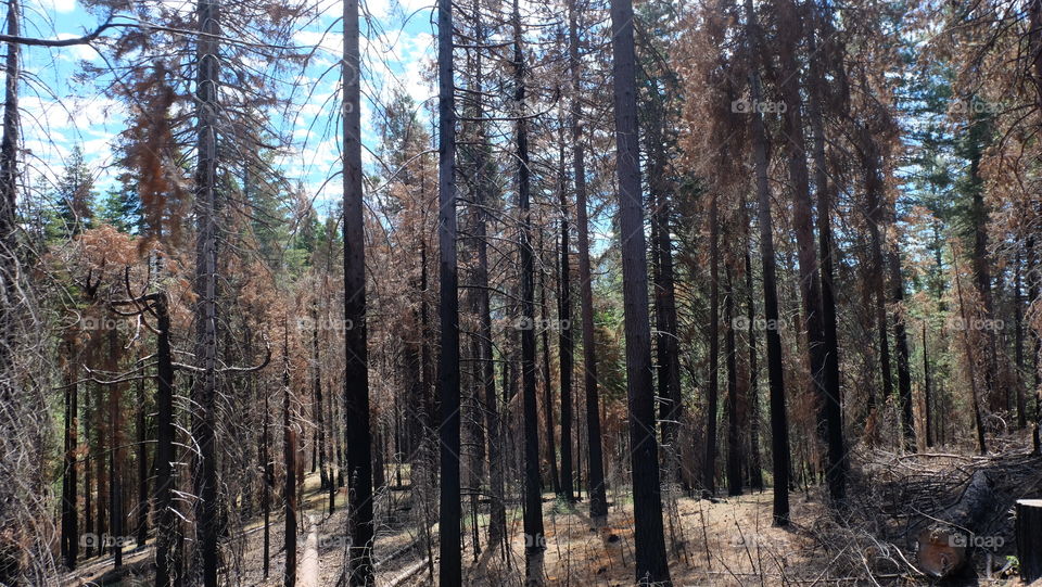 Burnt pine trees in California