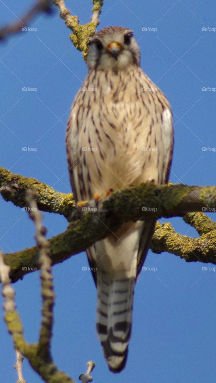 Turmfalke auf einem Ast