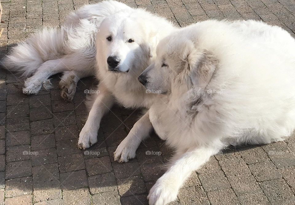 2 mountain dogs from Pyrenean mountain 