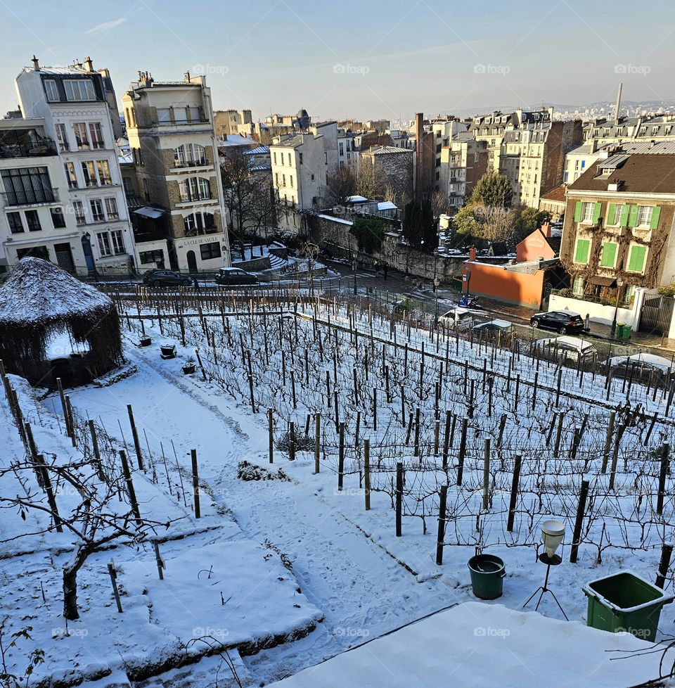 vigne de montmartre
