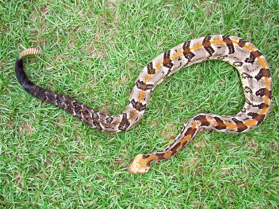 timber rattlesnake in the grass