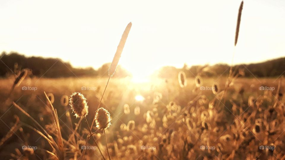 Sunset 4K Grass Nature Turkey