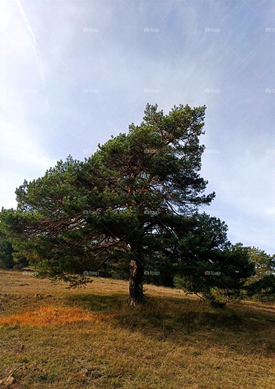 Pine tree