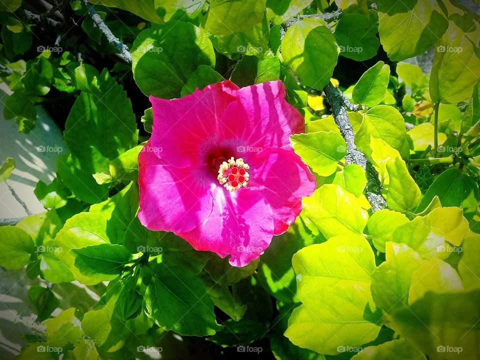 Beautiful bright pink hibiscus🌺 🌺🌻🌹🌷 in our garden