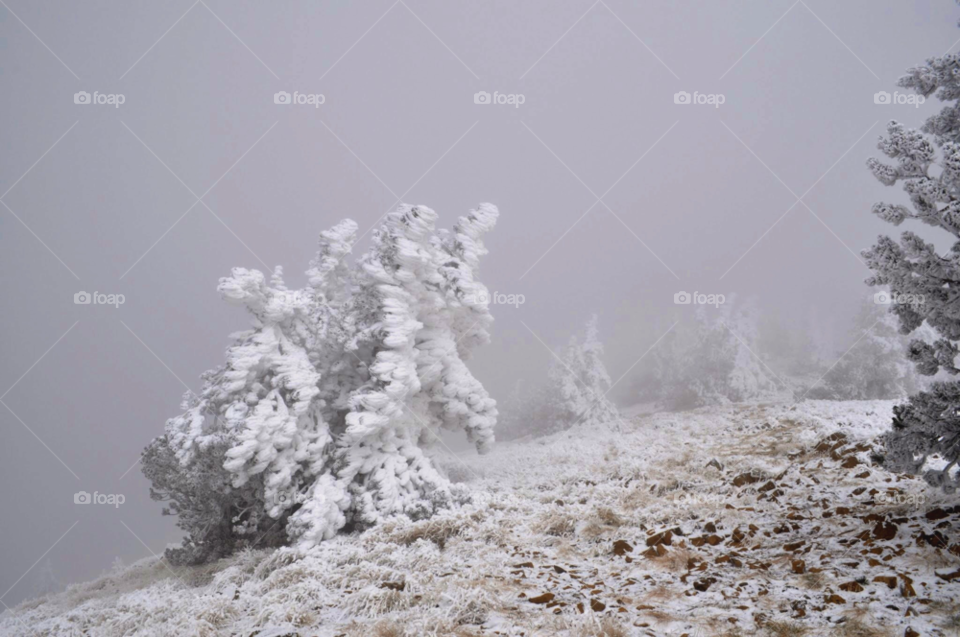 winter mountain tree wind by jimmykane