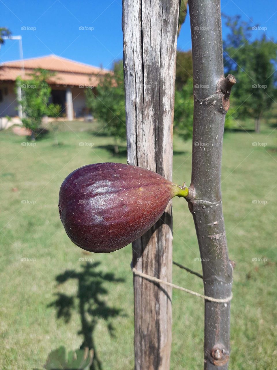 Organic Fig produced for family consumption.
