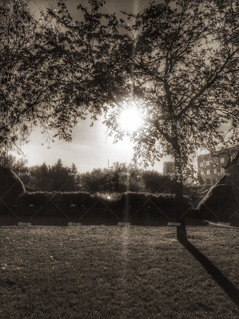 Sun,tree,black and white 