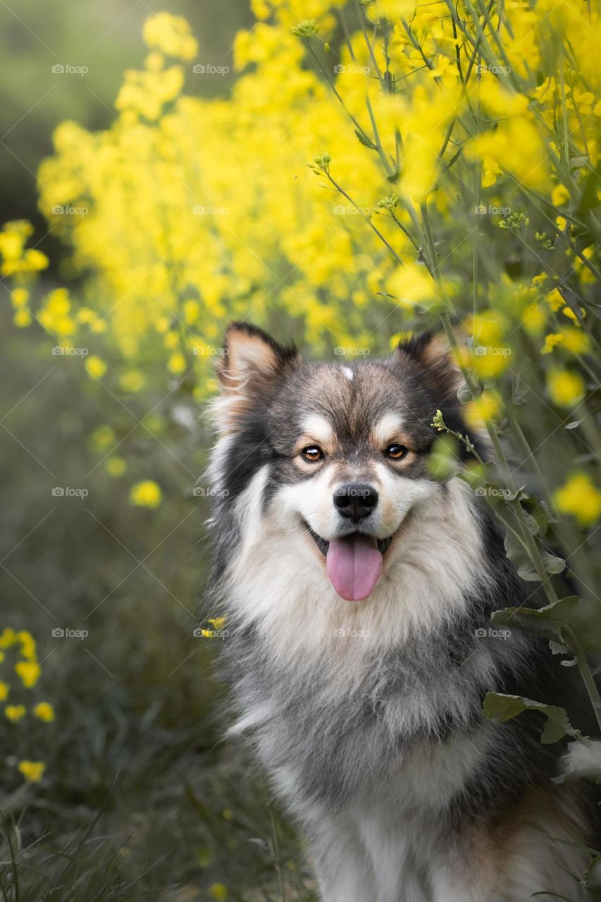 Portrait of a young Finnish Lapphund dog sitting among colza flowers in spring 