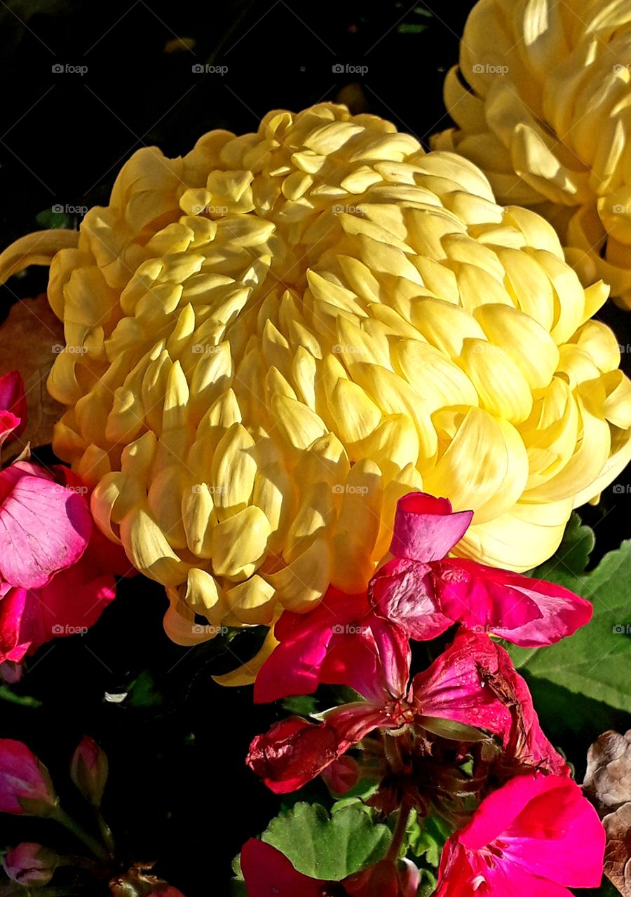 color yellow - chrysanthemum symbol of All Saints Day  and pink geranium