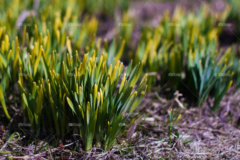 my first flowers in the country