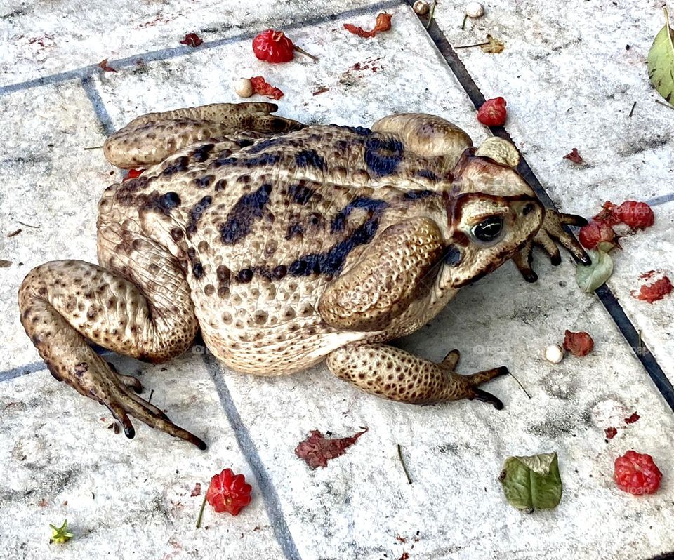 Um sapinho apareceu por aqui e foi comer pitanga. 
Ops: Sapão. Sapo-boi. Olhe só o tamanho do bicho!
Fez pose para tirar foto…
🐸 📸
#FOTOGRAFIAéNOSSOhobby
#frog #sapo #mobgrafia #photo