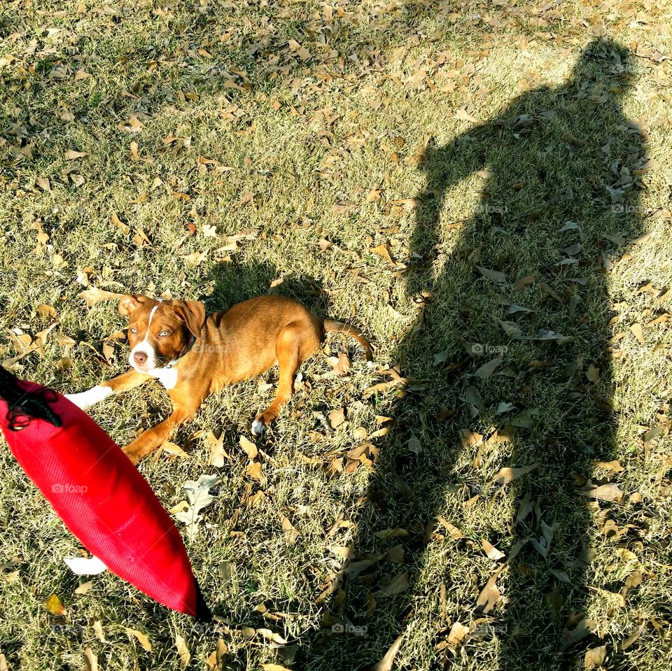 Shadow of a Peson Playing with a Puppy Outside