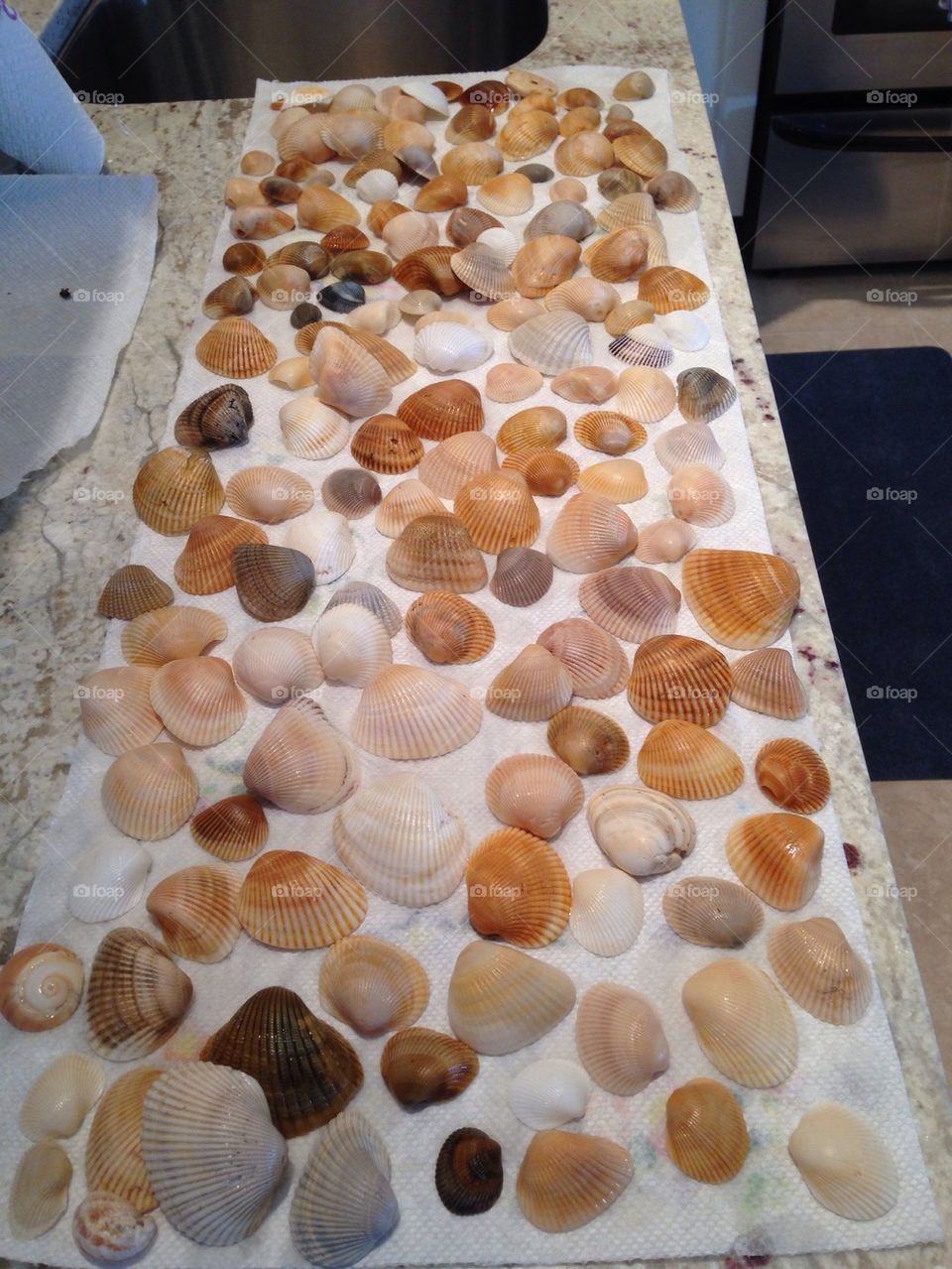 Seashells 