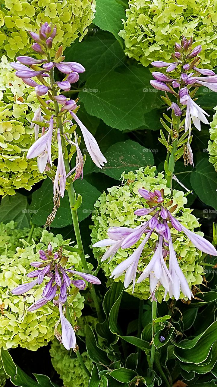 hosta flowers in front of hydrangeas