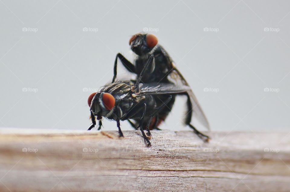 Two flies mating