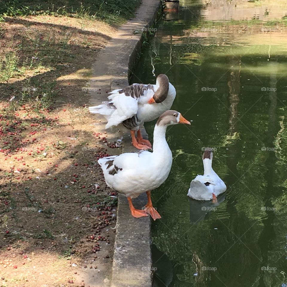 Gansos! Por que os lagos precisam dessas aves barulhentas... sabiam que os gansos tomam, muitas vezes, o papel dos cachorros tomando contas dos quintais?