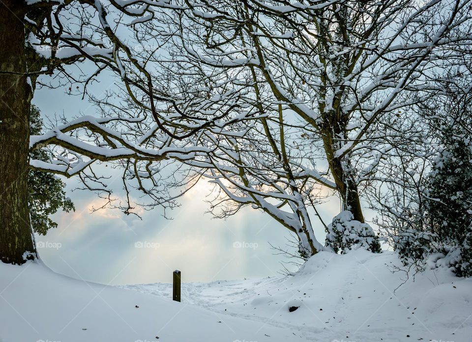 Snow covered trees in the late afternoon 