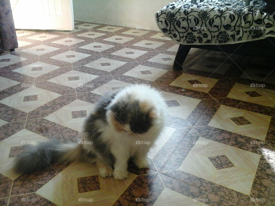 Snowball My  Persian Cat