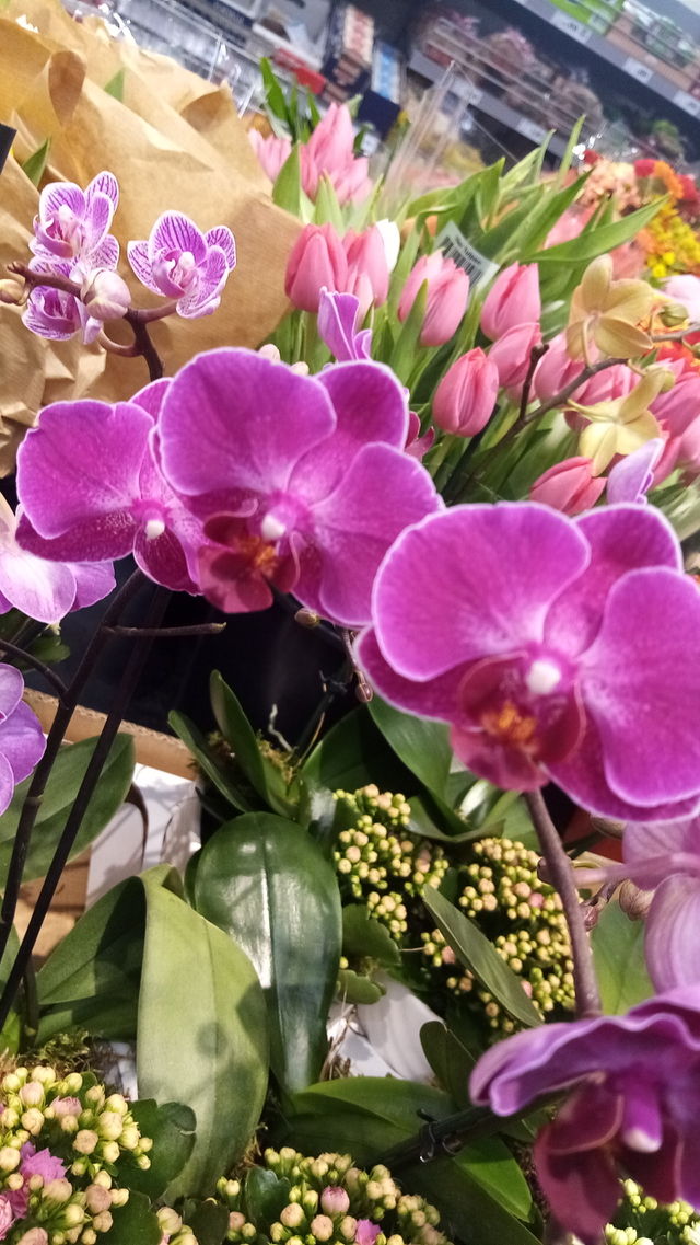Blumen Germany