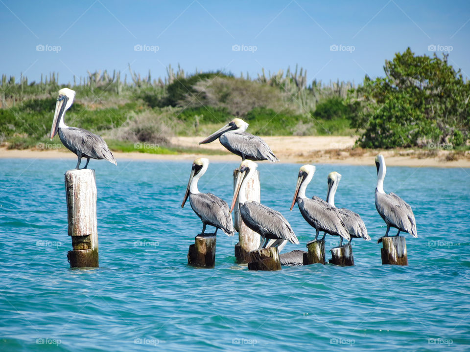 Pelicanos en Isla de Cubagua.. Un Fan-trip en Catamarán para la Isla de Cubagua.. Fotos y Vídeos de este fantástico paseo...