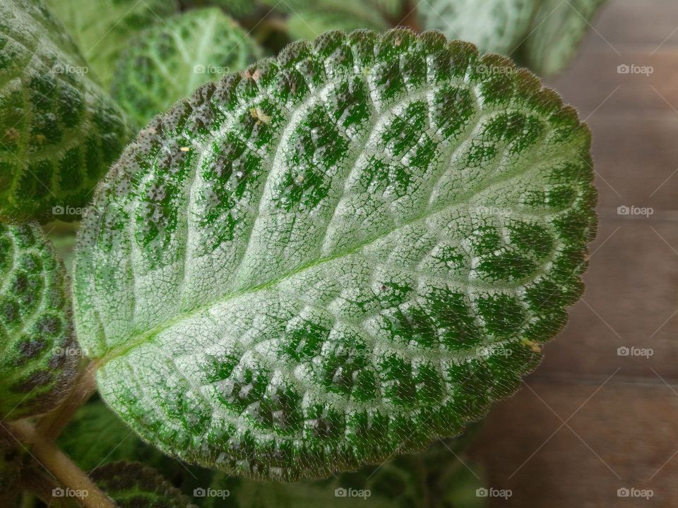 leaves, textured, background
