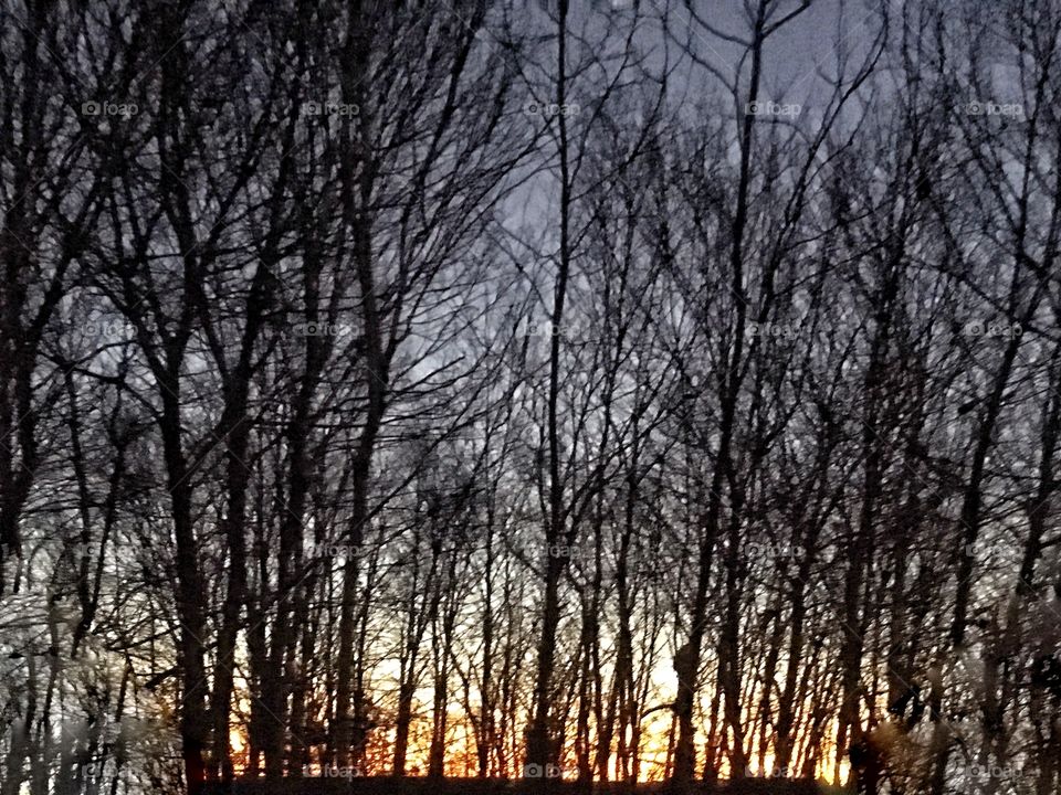 Trees at twilight