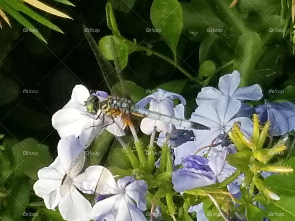 Dragonfly and Flowers