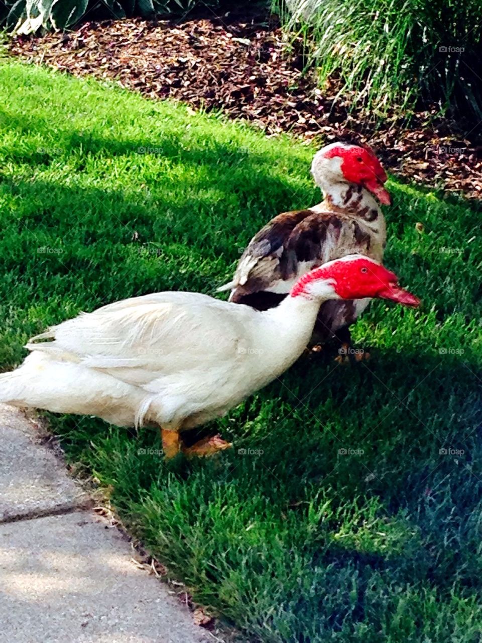 Muscovy ducks spending the summer in michigan. 