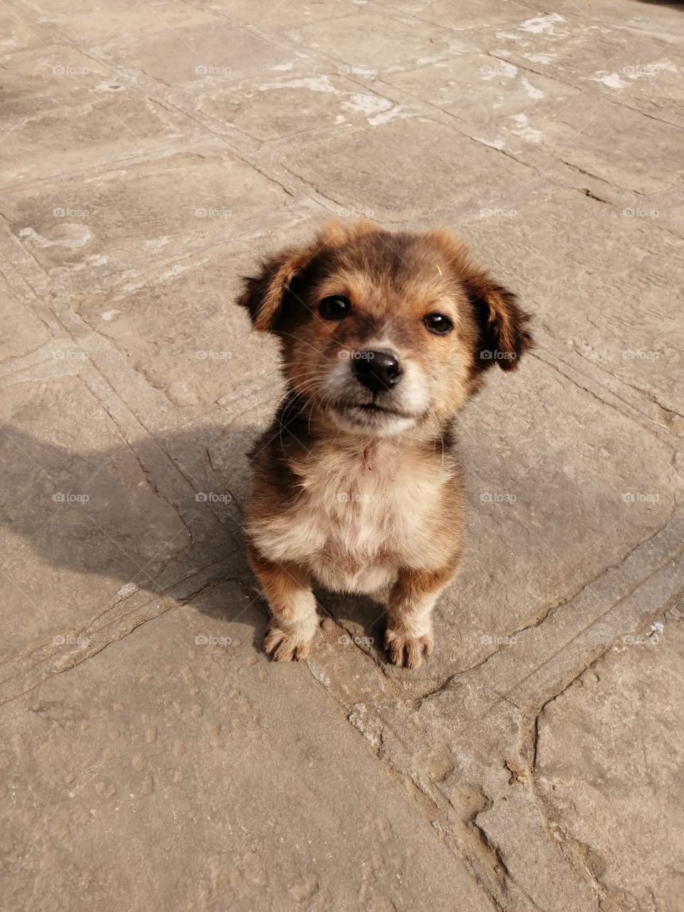 Cute puppy sitting on ground and looking toward camera man.