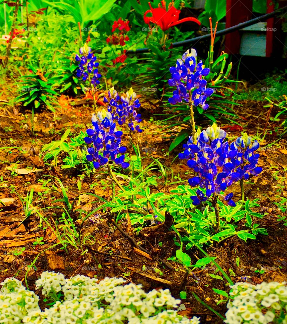 Bluebonnet flowers complete a red white and blue garden thyme 