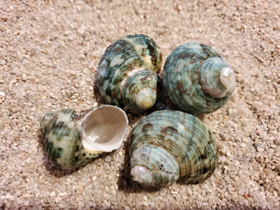Green Turban Shells on the Sand