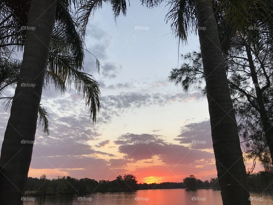 Sun setting between palm trees over lake
