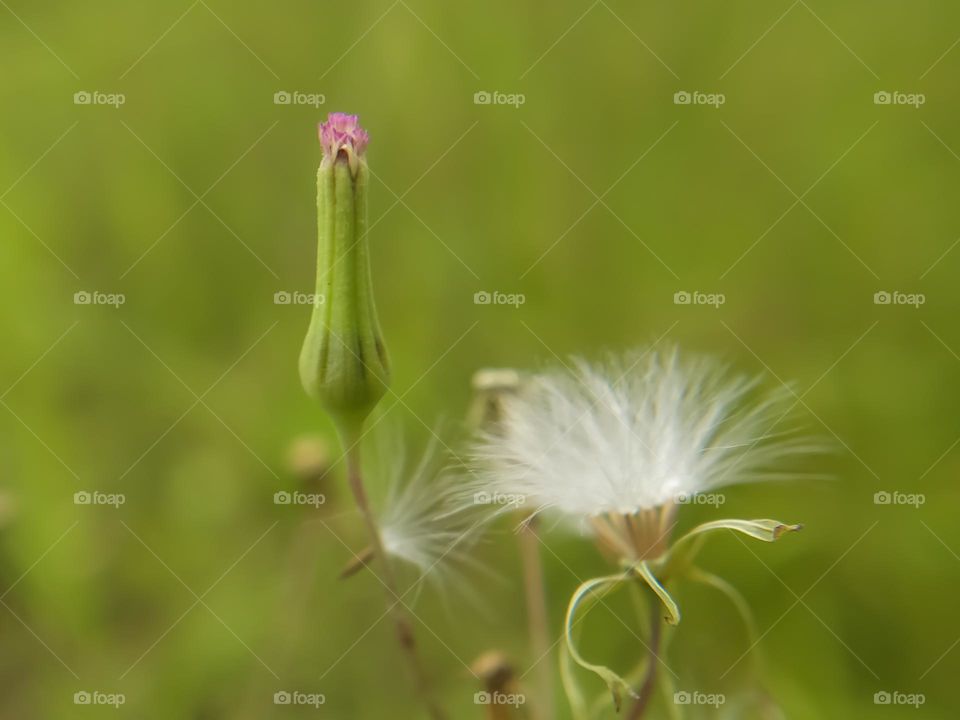 Wild grass flower.